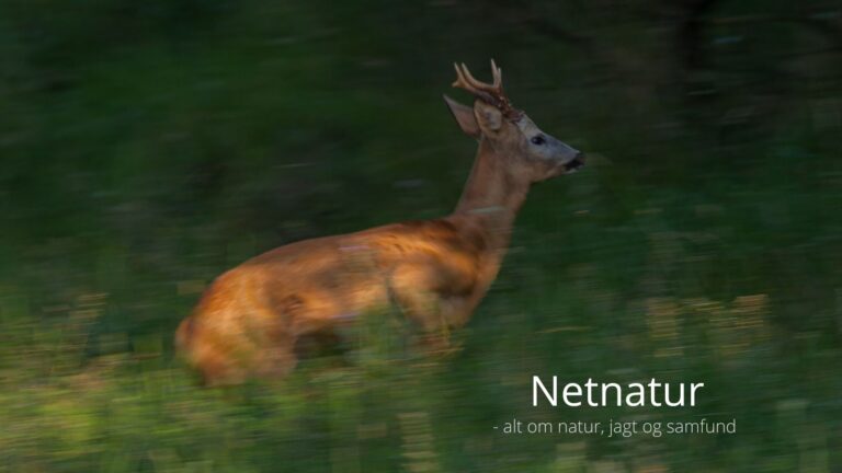 Bukkeleksikon: Forende Forende