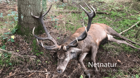 Et livs hjort TOP 10 hjort fra Torbenfeld gods