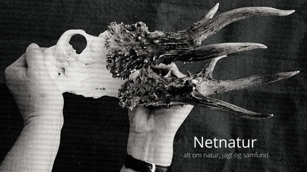 Verdens største råbuk er ikke verdensrekord