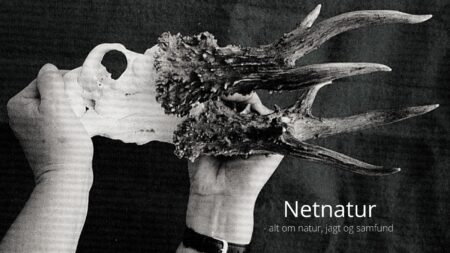 Verdens største råbuk er ikke verdensrekord