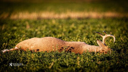 CWD udfordrer hjortevildt