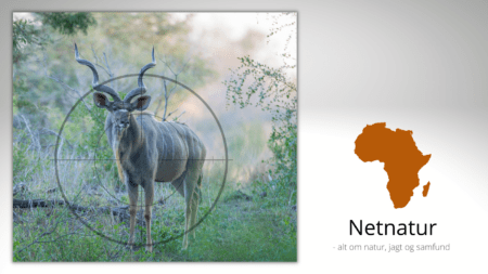 Kudu: 10 ting du bør vide Jagt på kudu