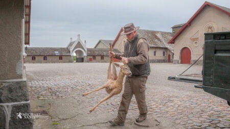 Dansk råvildtbestand i frit fald og ingen ved hvorfor