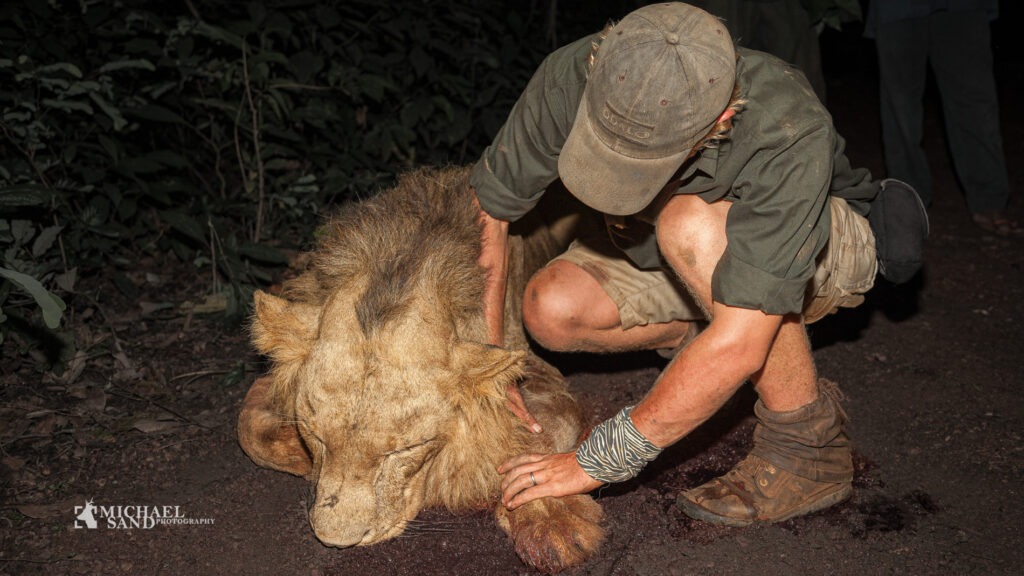 Løvejagt skal koste kassen