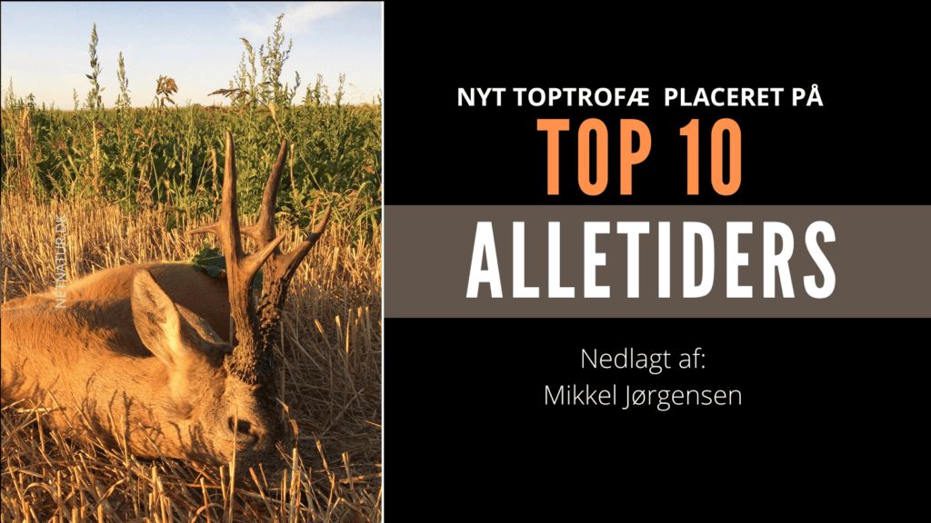 Polsk top 10 hjort