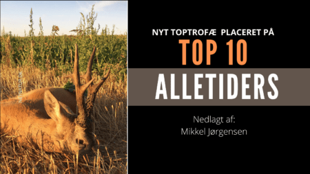 Polsk top 10 hjort
