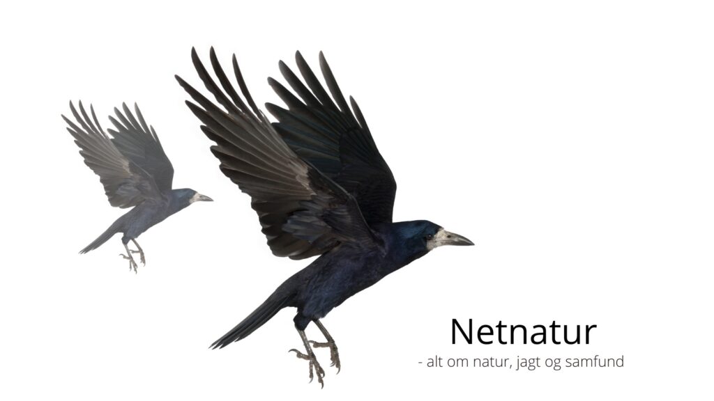 Bør det være muligt at sælge vildt nedlagt under reguleringsjagt?