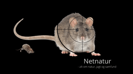 Kjeld Nyhus: Rotteskytte