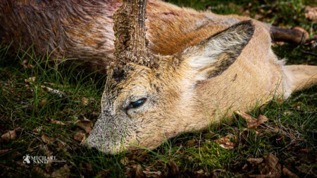 Trist historie bag kæmpe guldbuk Stærk guldbuk led trist skæbne