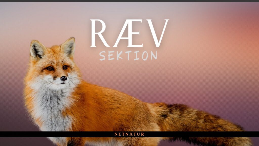Ræv - sektion