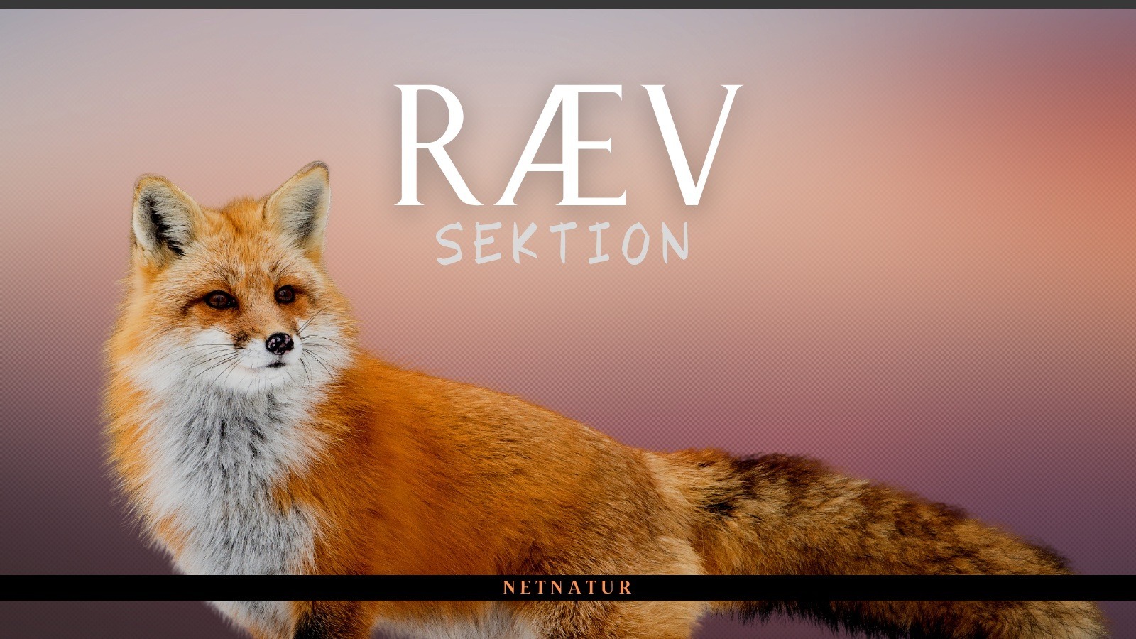 Ræv - sektion