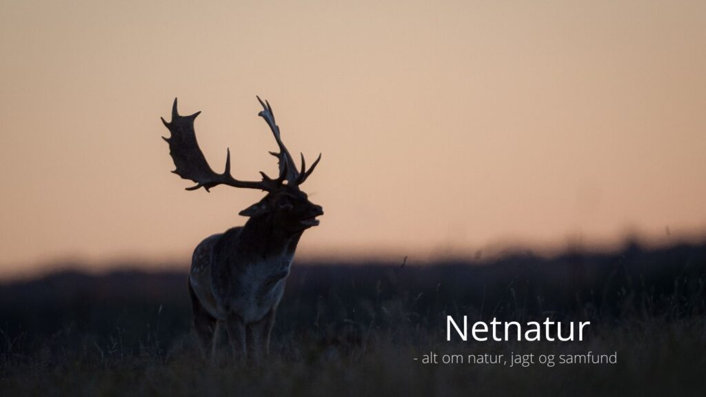 Vildtudbyttet tegner en underlig udvikling