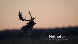 Vildtudbyttet tegner en underlig udvikling