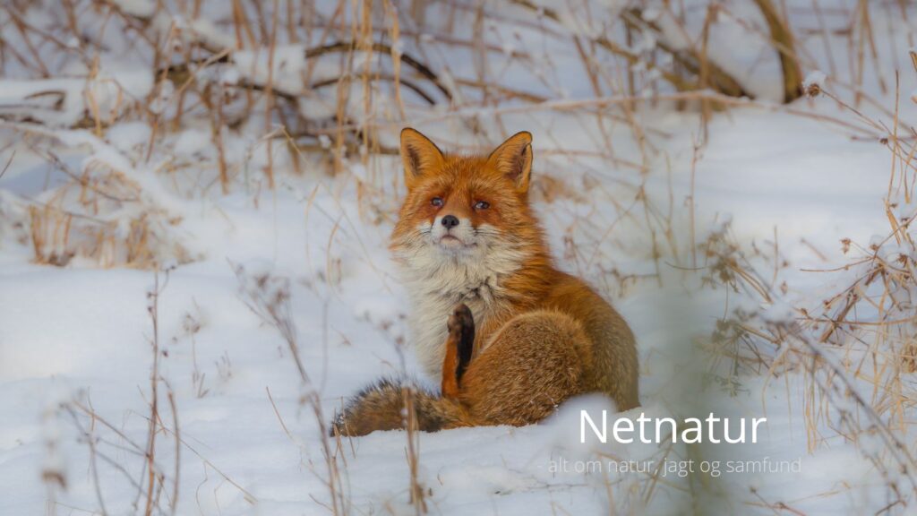 Skærtorsdag med sne