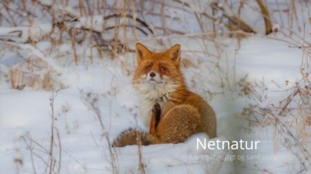 Skærtorsdag med sne