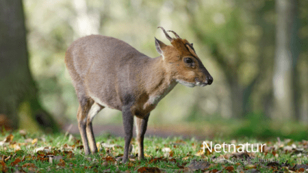 Naturstyrelsen: Bortskyd danske Muntjacs