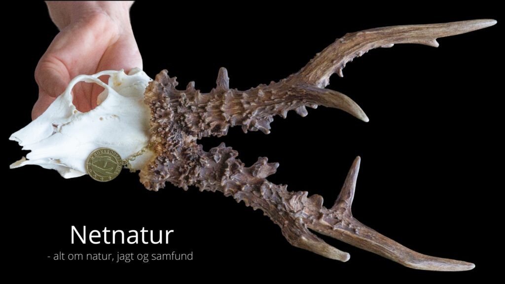 Bukkeopsats og verdensrekord 