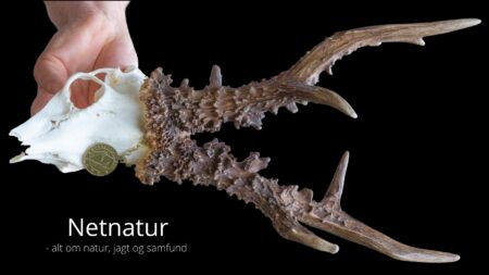 Bukkeopsats og verdensrekord 