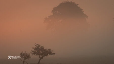 Vildtplanter: Shop med mange informationer Likviido - planteshop