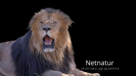 Trofæimportforbud ligner tankegang fra kolonitiden