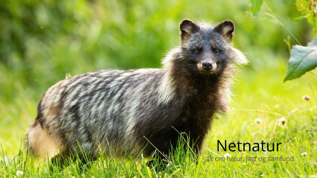 Temaaften om regulering af mårhunde Temaaften om regulering af mårhunde