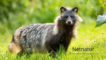 Temaaften om regulering af mårhunde