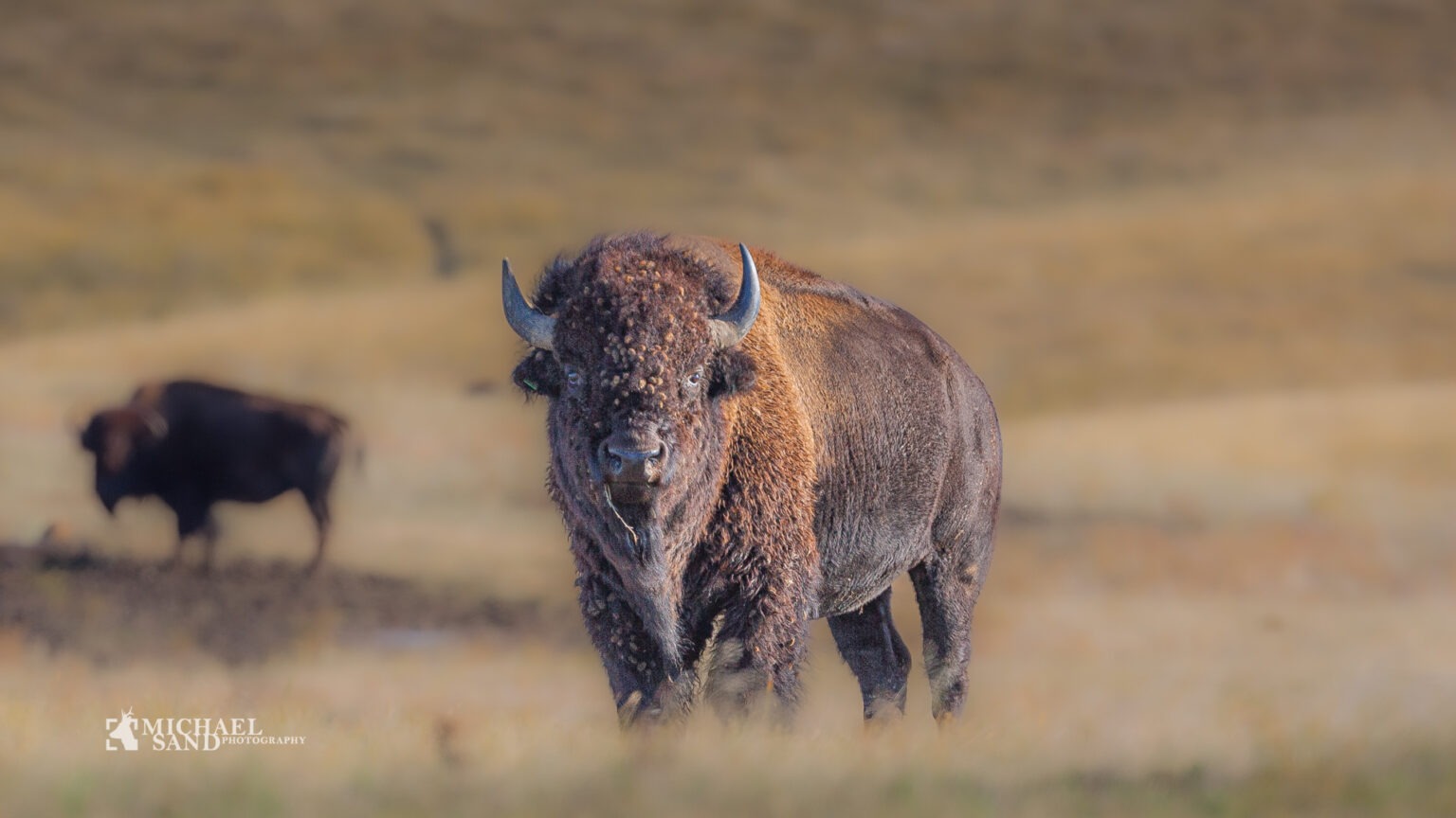 Amerikanere vil have flere bisoner Bison og CO2