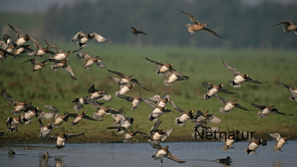 Danmarks Jægerforbund: Jagtforbud ved Harboøre og Agger bør ophæves Danmarks Jægerforbund: Jagtforbud ved Harboøre og Agger bør ophæves
