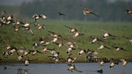 Danmarks Jægerforbund: Jagtforbud ved Harboøre og Agger bør ophæves