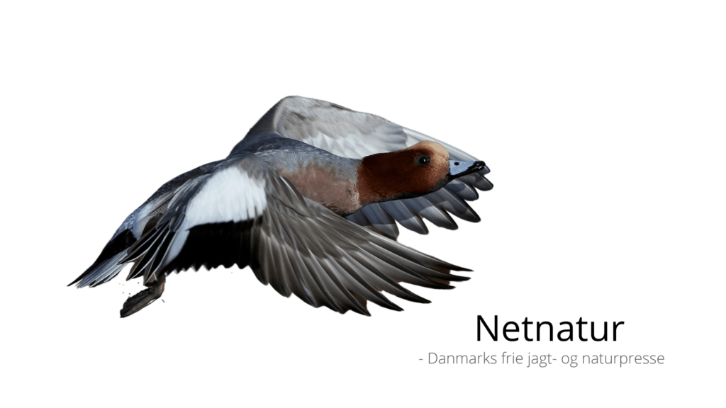 Pibeanden - den brunnakkede svømmeand