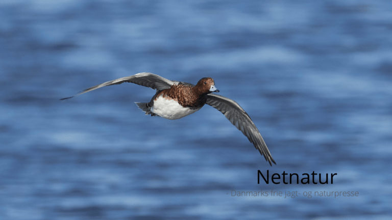 Boganmeldelse: Strandjægerliv