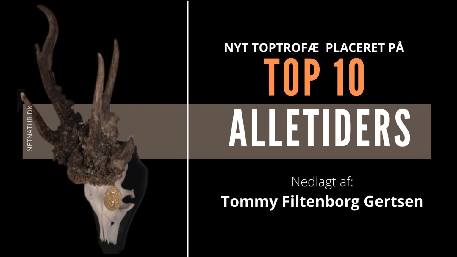 Top guldbuk fra Polen Top guldbuk fra Polen