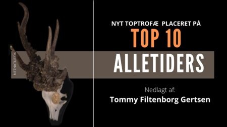 Top guldbuk fra Polen Top guldbuk fra Polen