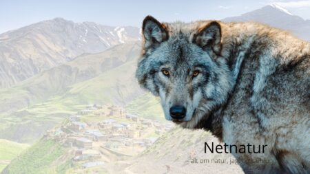 Ulv æder råvildt i bynært område