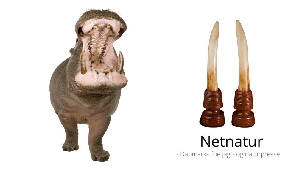 Ny lov mod import af stødtænder