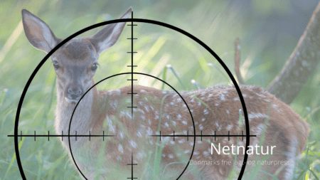 Ringe støtte til forbud mod at skyde unge "bambi" kalve