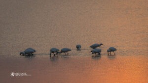 Skestorken – en af de nyere danske ynglefugle Skestork