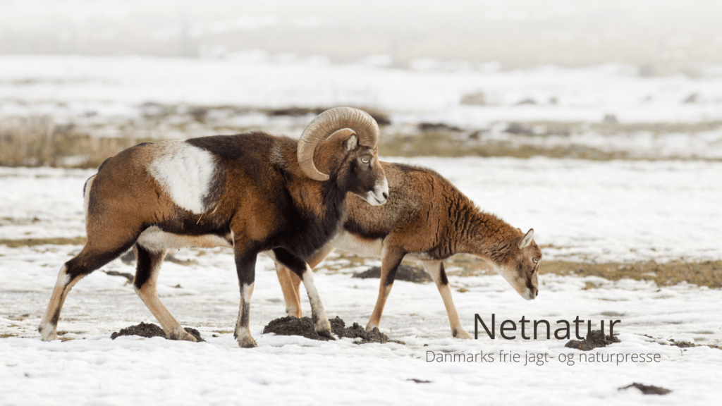 Muflon-mysterie på dansk ø