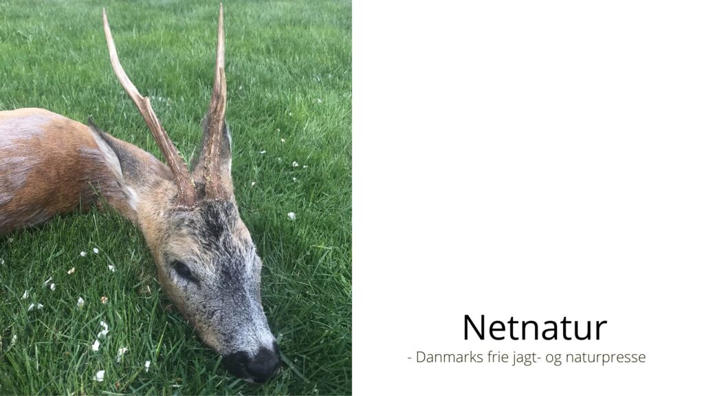 Morderen der forsvandt i skuddet