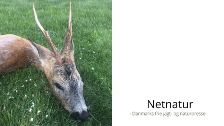 Var det morderen, der faldt? Morderen der forsvandt i skuddet