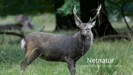 Kritik af den ikke aktive udryddelseskrig mod dansk sikahjort