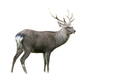 Sikahjorten bliver ikke aktivt udryddet Sikahjorten bliver ikke aktivt udryddet