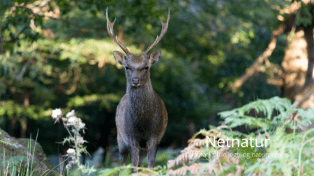Borgerforslag: Sikavildt bør ikke udryddes - borgerforslag