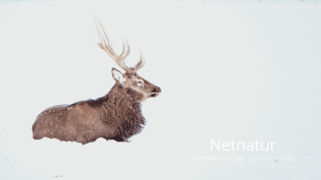 Ukraine klar til opmåling af jagttrofæer