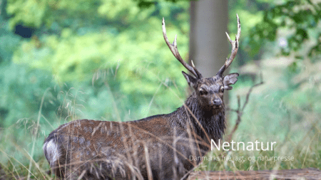 Muflon og Sika er på dansk invasiv liste