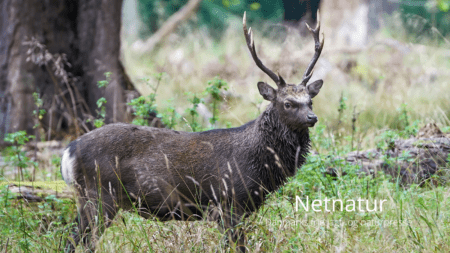 Krig imod sikahjorte uden for skiven