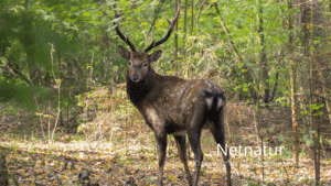 Ny undersøgelse kan måske redde det danske sikavildt