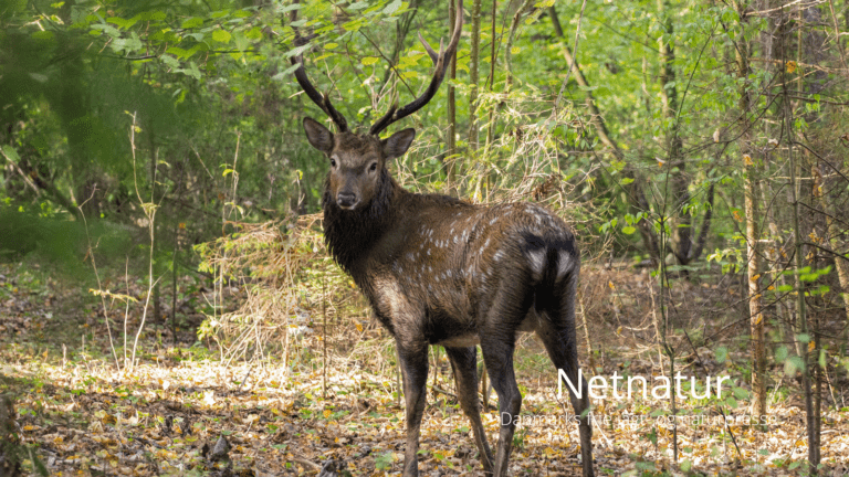Ny undersøgelse kan måske redde det danske sikavildt