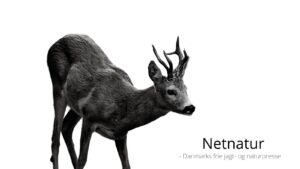 Sort dansk rekordbuk slået