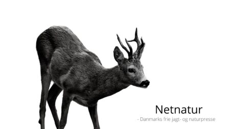 Sort dansk rekordbuk slået